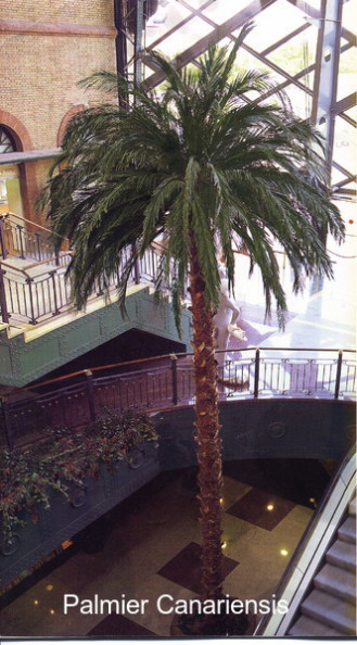 Palmier stabilisé palmes naturelles